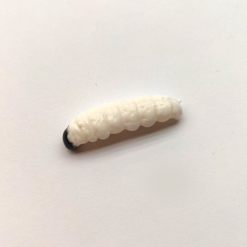 Esca Larva Grande Bianca Testa Nera