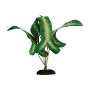 Pianta Acquario Beauty Plants Syngonium Sp. Green LG 8SP0402